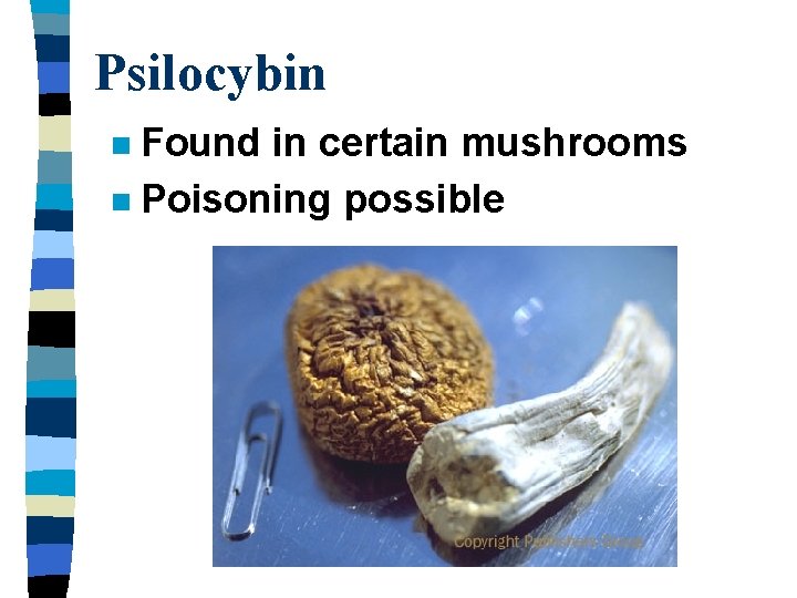 Psilocybin Found in certain mushrooms n Poisoning possible n 