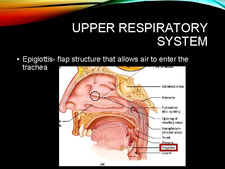 UPPER RESPIRATORY SYSTEM • Epiglottis- flap structure that allows air to enter the trachea UPPER RESPIRATORY SYSTEM • Epiglottis- flap structure that allows air to enter the trachea