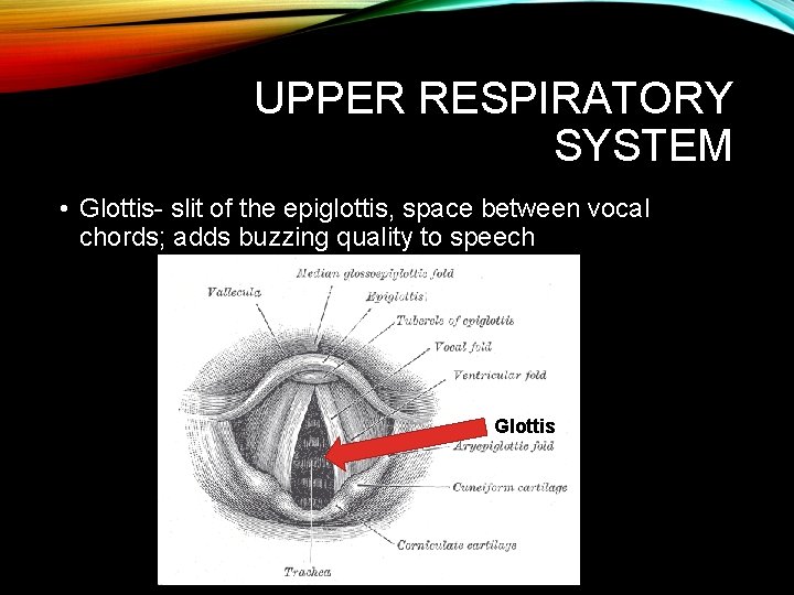 UPPER RESPIRATORY SYSTEM • Glottis- slit of the epiglottis, space between vocal chords; adds UPPER RESPIRATORY SYSTEM • Glottis- slit of the epiglottis, space between vocal chords; adds