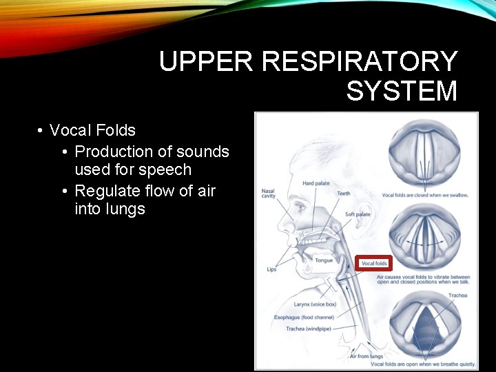UPPER RESPIRATORY SYSTEM • Vocal Folds • Production of sounds used for speech • UPPER RESPIRATORY SYSTEM • Vocal Folds • Production of sounds used for speech •