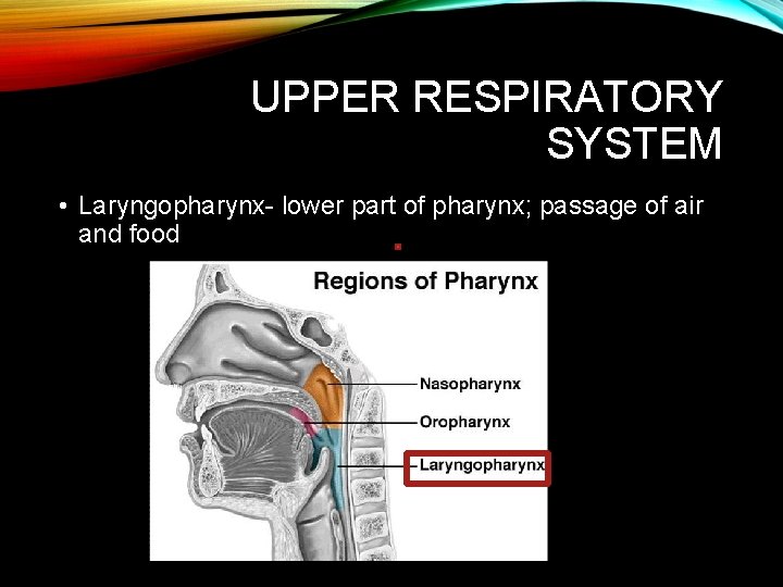 UPPER RESPIRATORY SYSTEM • Laryngopharynx- lower part of pharynx; passage of air and food UPPER RESPIRATORY SYSTEM • Laryngopharynx- lower part of pharynx; passage of air and food