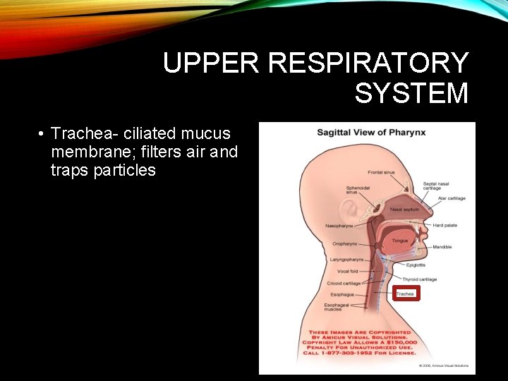 UPPER RESPIRATORY SYSTEM • Trachea- ciliated mucus membrane; filters air and traps particles UPPER RESPIRATORY SYSTEM • Trachea- ciliated mucus membrane; filters air and traps particles