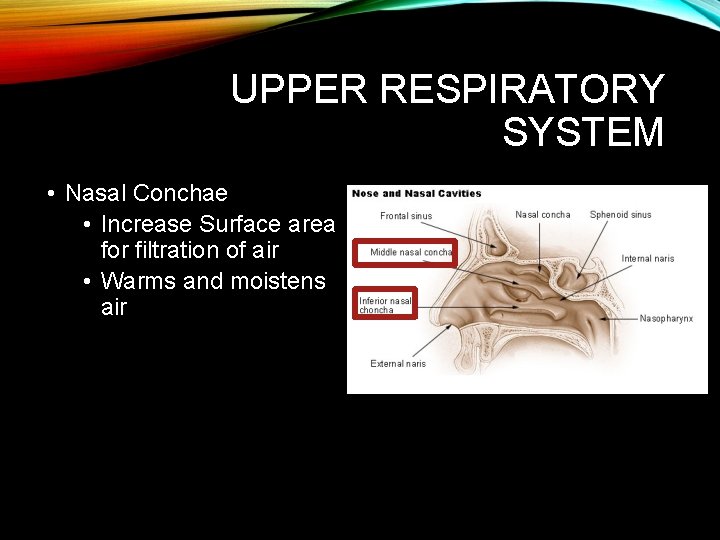 UPPER RESPIRATORY SYSTEM • Nasal Conchae • Increase Surface area for filtration of air UPPER RESPIRATORY SYSTEM • Nasal Conchae • Increase Surface area for filtration of air