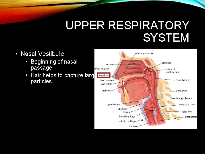 UPPER RESPIRATORY SYSTEM • Nasal Vestibule • Beginning of nasal passage • Hair helps UPPER RESPIRATORY SYSTEM • Nasal Vestibule • Beginning of nasal passage • Hair helps