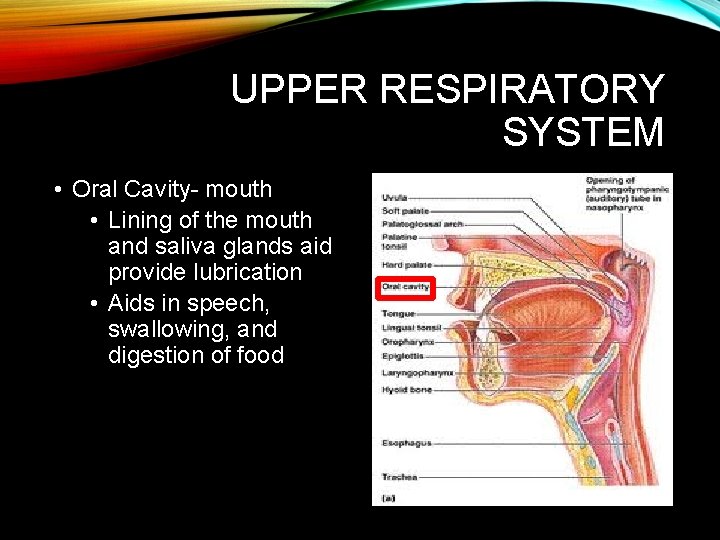 UPPER RESPIRATORY SYSTEM • Oral Cavity- mouth • Lining of the mouth and saliva UPPER RESPIRATORY SYSTEM • Oral Cavity- mouth • Lining of the mouth and saliva