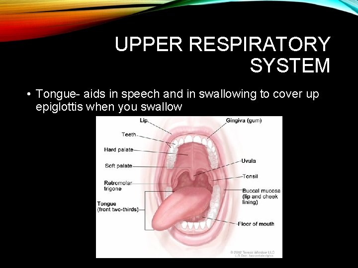 UPPER RESPIRATORY SYSTEM • Tongue- aids in speech and in swallowing to cover up UPPER RESPIRATORY SYSTEM • Tongue- aids in speech and in swallowing to cover up