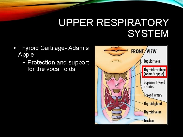 UPPER RESPIRATORY SYSTEM • Thyroid Cartilage- Adam’s Apple • Protection and support for the UPPER RESPIRATORY SYSTEM • Thyroid Cartilage- Adam’s Apple • Protection and support for the