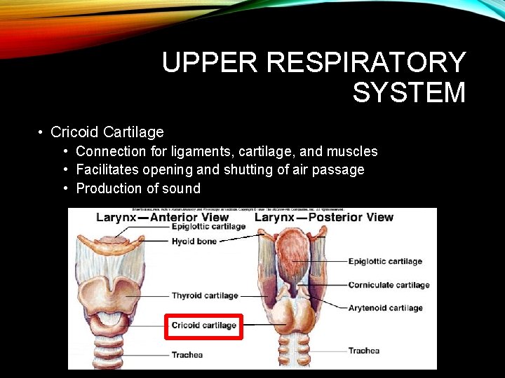 UPPER RESPIRATORY SYSTEM • Cricoid Cartilage • Connection for ligaments, cartilage, and muscles • UPPER RESPIRATORY SYSTEM • Cricoid Cartilage • Connection for ligaments, cartilage, and muscles •