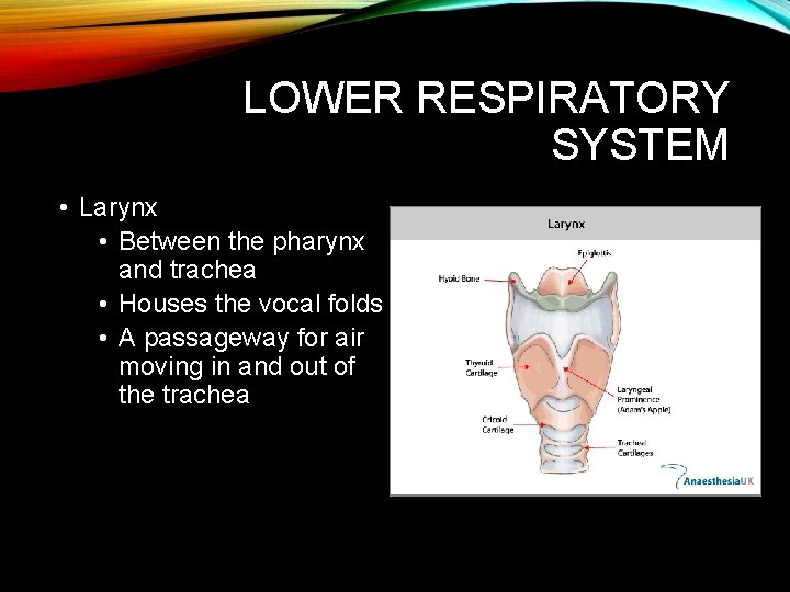 LOWER RESPIRATORY SYSTEM • Larynx • Between the pharynx and trachea • Houses the LOWER RESPIRATORY SYSTEM • Larynx • Between the pharynx and trachea • Houses the