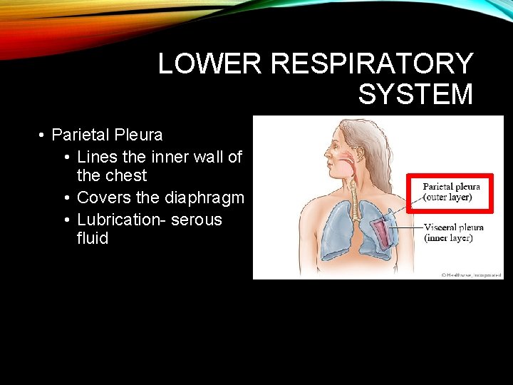 LOWER RESPIRATORY SYSTEM • Parietal Pleura • Lines the inner wall of the chest LOWER RESPIRATORY SYSTEM • Parietal Pleura • Lines the inner wall of the chest