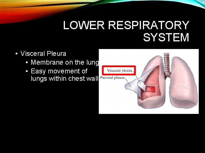 LOWER RESPIRATORY SYSTEM • Visceral Pleura • Membrane on the lung • Easy movement LOWER RESPIRATORY SYSTEM • Visceral Pleura • Membrane on the lung • Easy movement