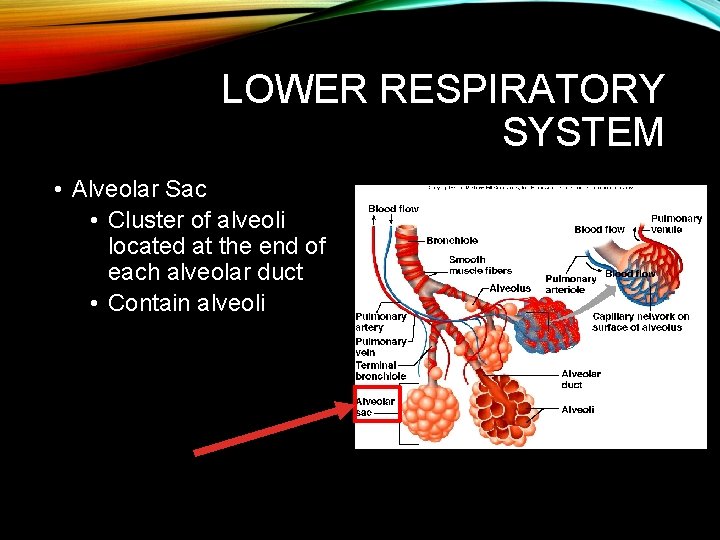 LOWER RESPIRATORY SYSTEM • Alveolar Sac • Cluster of alveoli located at the end LOWER RESPIRATORY SYSTEM • Alveolar Sac • Cluster of alveoli located at the end