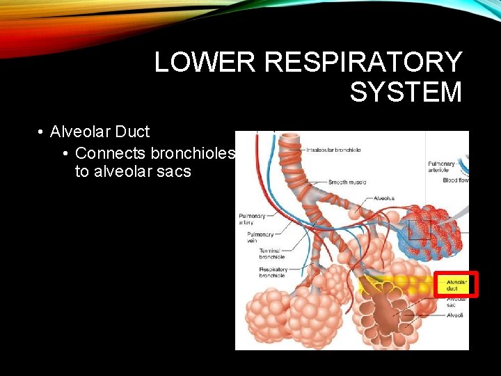 LOWER RESPIRATORY SYSTEM • Alveolar Duct • Connects bronchioles to alveolar sacs LOWER RESPIRATORY SYSTEM • Alveolar Duct • Connects bronchioles to alveolar sacs
