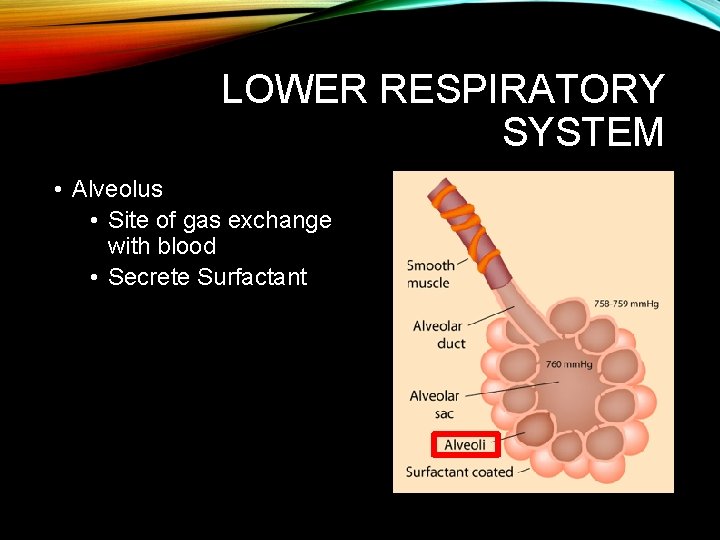 LOWER RESPIRATORY SYSTEM • Alveolus • Site of gas exchange with blood • Secrete LOWER RESPIRATORY SYSTEM • Alveolus • Site of gas exchange with blood • Secrete