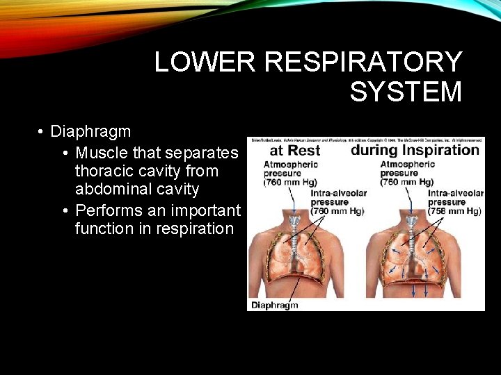 LOWER RESPIRATORY SYSTEM • Diaphragm • Muscle that separates thoracic cavity from abdominal cavity LOWER RESPIRATORY SYSTEM • Diaphragm • Muscle that separates thoracic cavity from abdominal cavity