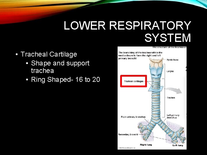LOWER RESPIRATORY SYSTEM • Tracheal Cartilage • Shape and support trachea • Ring Shaped- LOWER RESPIRATORY SYSTEM • Tracheal Cartilage • Shape and support trachea • Ring Shaped-