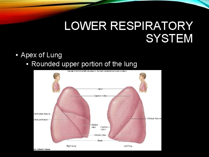 LOWER RESPIRATORY SYSTEM • Apex of Lung • Rounded upper portion of the lung LOWER RESPIRATORY SYSTEM • Apex of Lung • Rounded upper portion of the lung