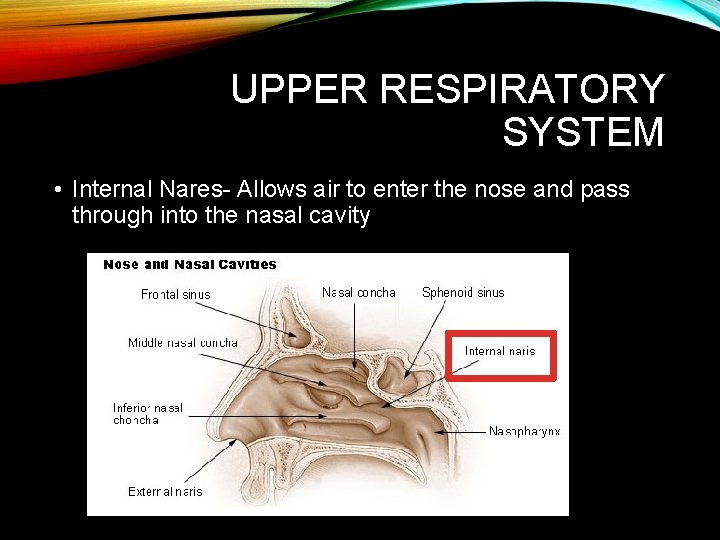UPPER RESPIRATORY SYSTEM • Internal Nares- Allows air to enter the nose and pass UPPER RESPIRATORY SYSTEM • Internal Nares- Allows air to enter the nose and pass