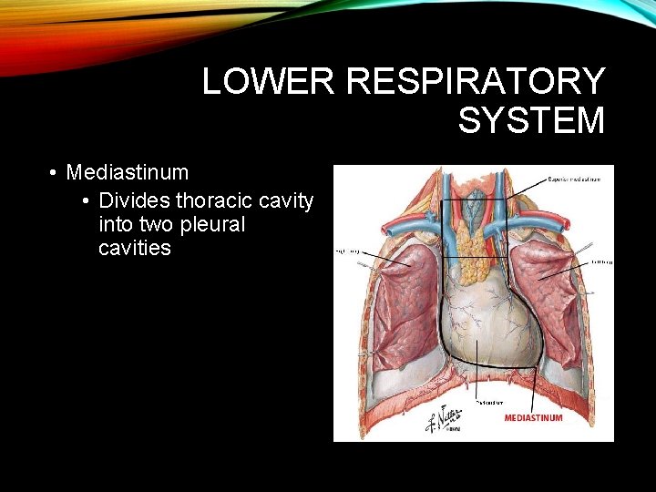 LOWER RESPIRATORY SYSTEM • Mediastinum • Divides thoracic cavity into two pleural cavities LOWER RESPIRATORY SYSTEM • Mediastinum • Divides thoracic cavity into two pleural cavities