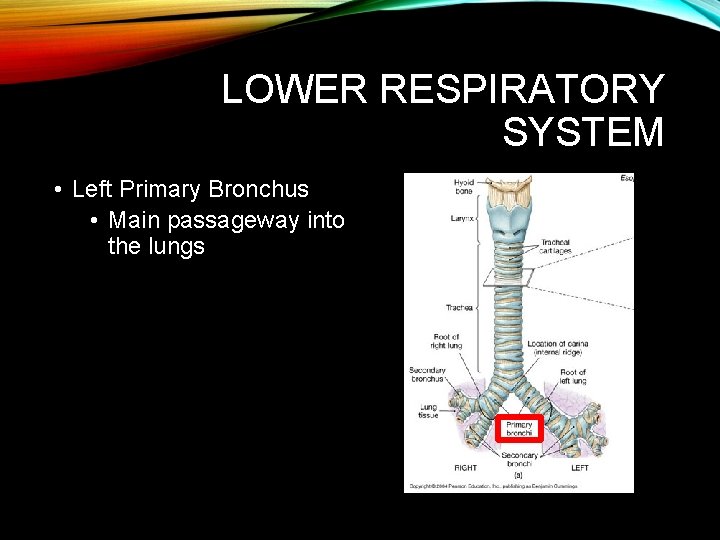 LOWER RESPIRATORY SYSTEM • Left Primary Bronchus • Main passageway into the lungs LOWER RESPIRATORY SYSTEM • Left Primary Bronchus • Main passageway into the lungs
