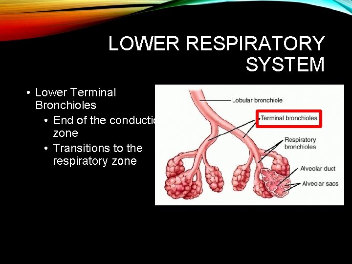 LOWER RESPIRATORY SYSTEM • Lower Terminal Bronchioles • End of the conduction zone • LOWER RESPIRATORY SYSTEM • Lower Terminal Bronchioles • End of the conduction zone •