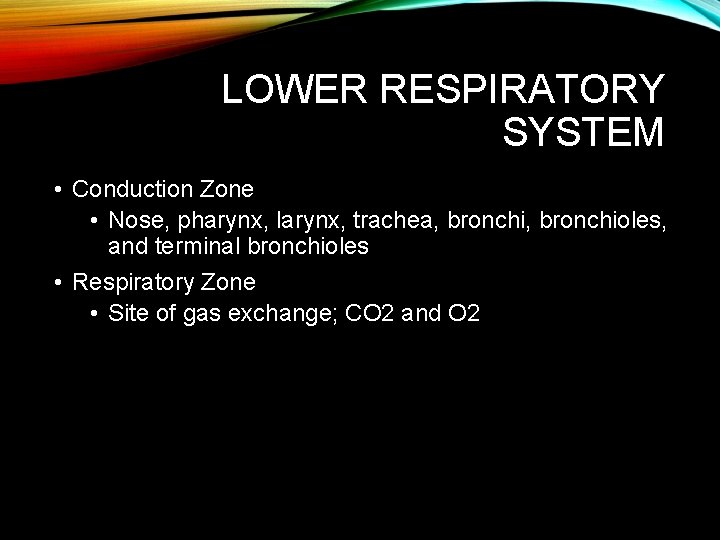 LOWER RESPIRATORY SYSTEM • Conduction Zone • Nose, pharynx, larynx, trachea, bronchioles, and terminal LOWER RESPIRATORY SYSTEM • Conduction Zone • Nose, pharynx, larynx, trachea, bronchioles, and terminal