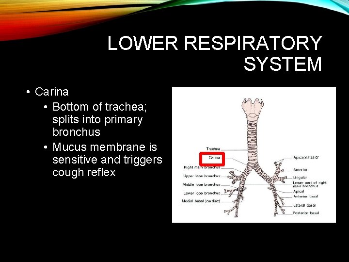 LOWER RESPIRATORY SYSTEM • Carina • Bottom of trachea; splits into primary bronchus • LOWER RESPIRATORY SYSTEM • Carina • Bottom of trachea; splits into primary bronchus •