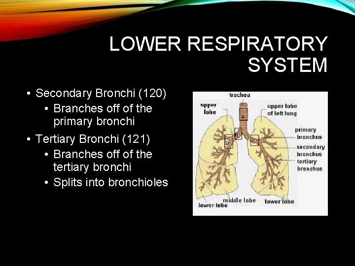 LOWER RESPIRATORY SYSTEM • Secondary Bronchi (120) • Branches off of the primary bronchi LOWER RESPIRATORY SYSTEM • Secondary Bronchi (120) • Branches off of the primary bronchi