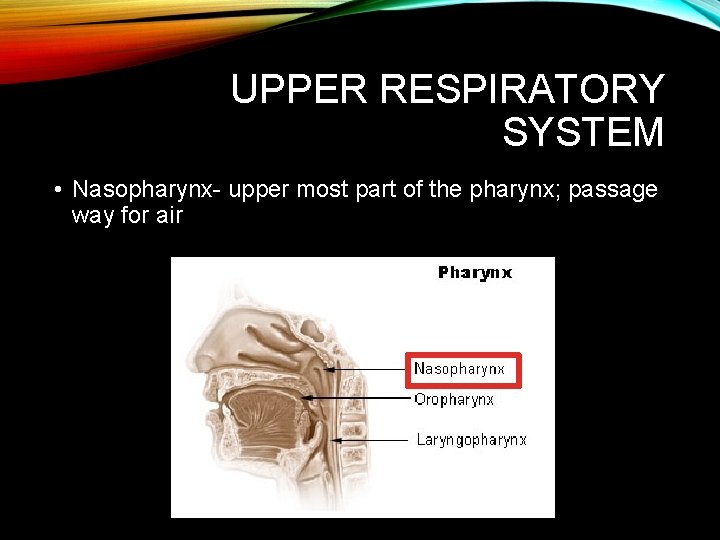 UPPER RESPIRATORY SYSTEM • Nasopharynx- upper most part of the pharynx; passage way for UPPER RESPIRATORY SYSTEM • Nasopharynx- upper most part of the pharynx; passage way for