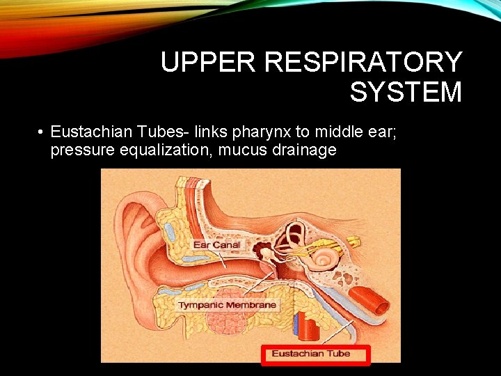 UPPER RESPIRATORY SYSTEM • Eustachian Tubes- links pharynx to middle ear; pressure equalization, mucus UPPER RESPIRATORY SYSTEM • Eustachian Tubes- links pharynx to middle ear; pressure equalization, mucus