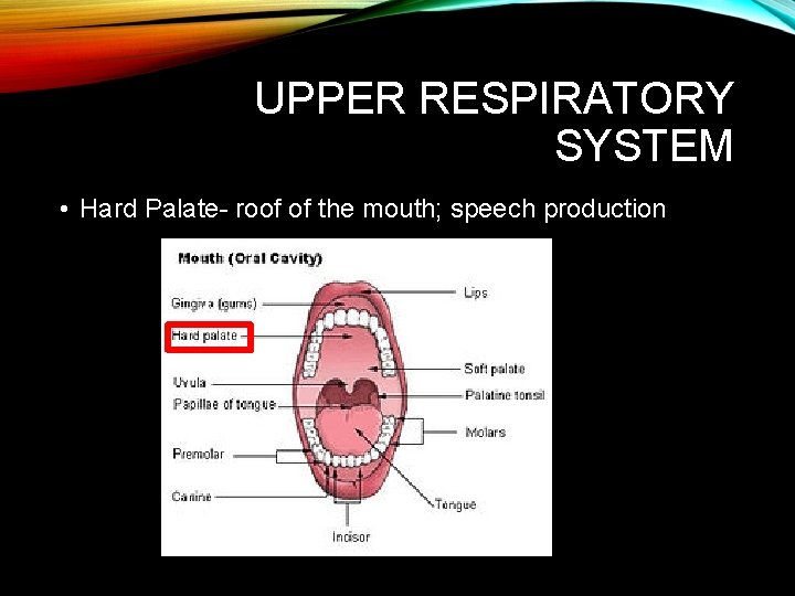 UPPER RESPIRATORY SYSTEM • Hard Palate- roof of the mouth; speech production UPPER RESPIRATORY SYSTEM • Hard Palate- roof of the mouth; speech production
