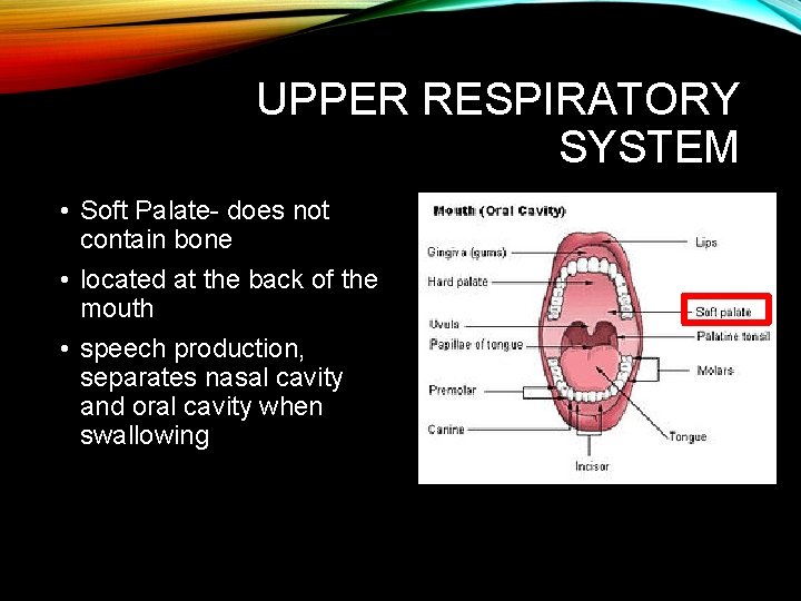 UPPER RESPIRATORY SYSTEM • Soft Palate- does not contain bone • located at the UPPER RESPIRATORY SYSTEM • Soft Palate- does not contain bone • located at the