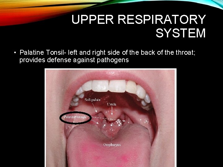 UPPER RESPIRATORY SYSTEM • Palatine Tonsil- left and right side of the back of UPPER RESPIRATORY SYSTEM • Palatine Tonsil- left and right side of the back of