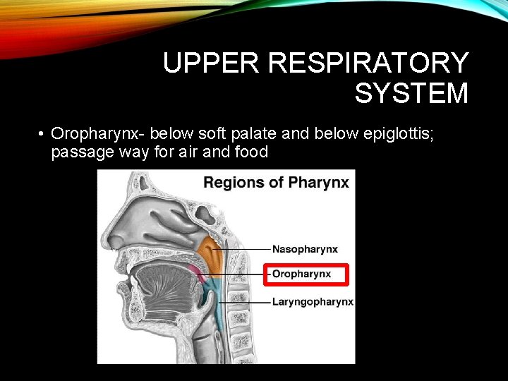 UPPER RESPIRATORY SYSTEM • Oropharynx- below soft palate and below epiglottis; passage way for UPPER RESPIRATORY SYSTEM • Oropharynx- below soft palate and below epiglottis; passage way for