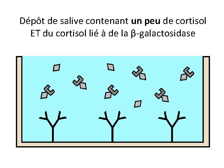 Dépôt de salive contenant un peu de cortisol ET du cortisol lié à de