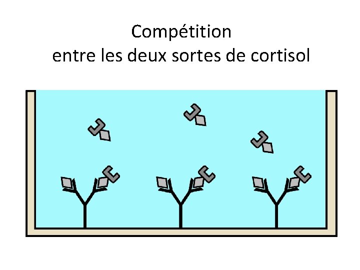 Compétition entre les deux sortes de cortisol 