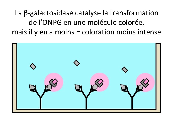 La β-galactosidase catalyse la transformation de l’ONPG en une molécule colorée, mais il y