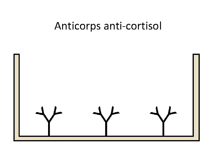 Anticorps anti-cortisol 