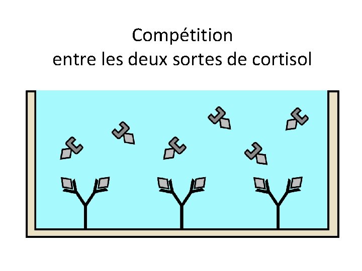 Compétition entre les deux sortes de cortisol 