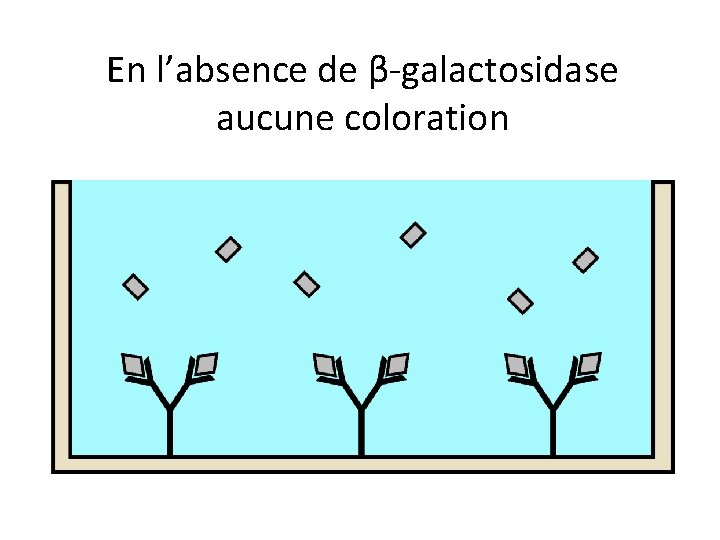 En l’absence de β-galactosidase aucune coloration 