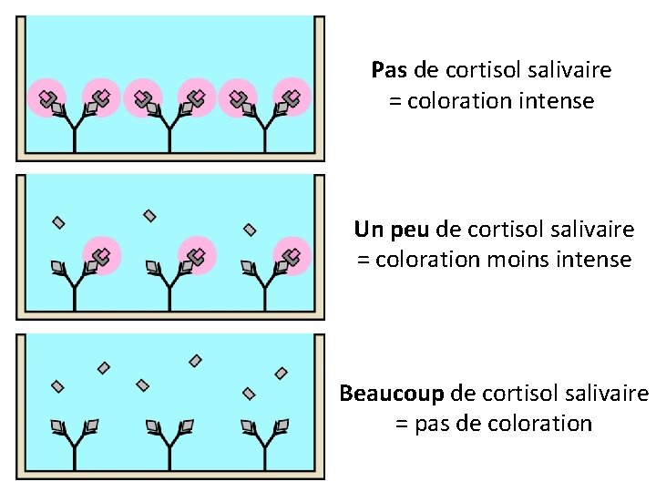 Pas de cortisol salivaire = coloration intense Un peu de cortisol salivaire = coloration