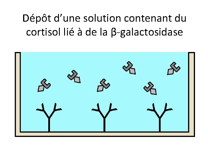 Dépôt d’une solution contenant du cortisol lié à de la β-galactosidase 