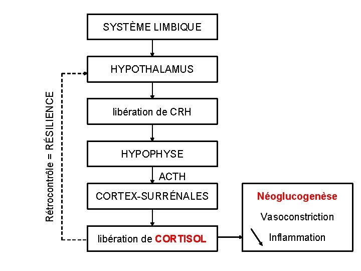 SYSTÈME LIMBIQUE Rétrocontrôle = RÉSILIENCE HYPOTHALAMUS libération de CRH HYPOPHYSE ACTH CORTEX-SURRÉNALES Néoglucogenèse Vasoconstriction