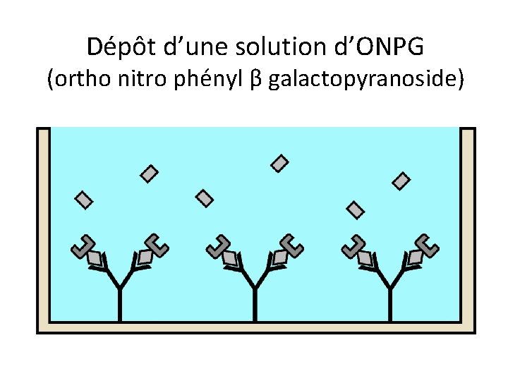 Dépôt d’une solution d’ONPG (ortho nitro phényl β galactopyranoside) 