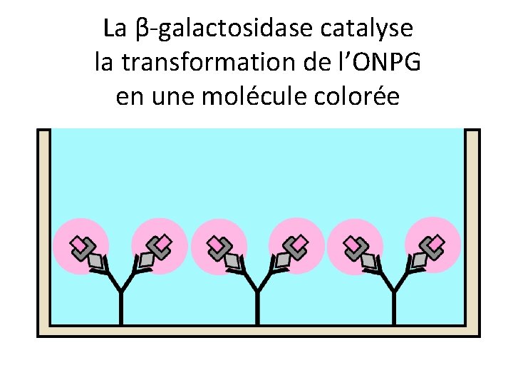 La β-galactosidase catalyse la transformation de l’ONPG en une molécule colorée 
