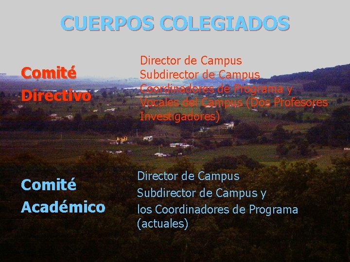 CUERPOS COLEGIADOS Comité Directivo Director de Campus Subdirector de Campus Coordinadores de Programa y