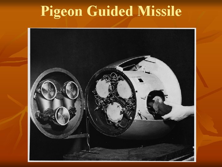 Pigeon Guided Missile 