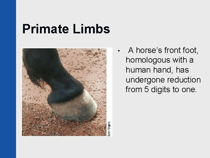 Primate Limbs • A horse’s front foot, homologous with a human hand, has undergone