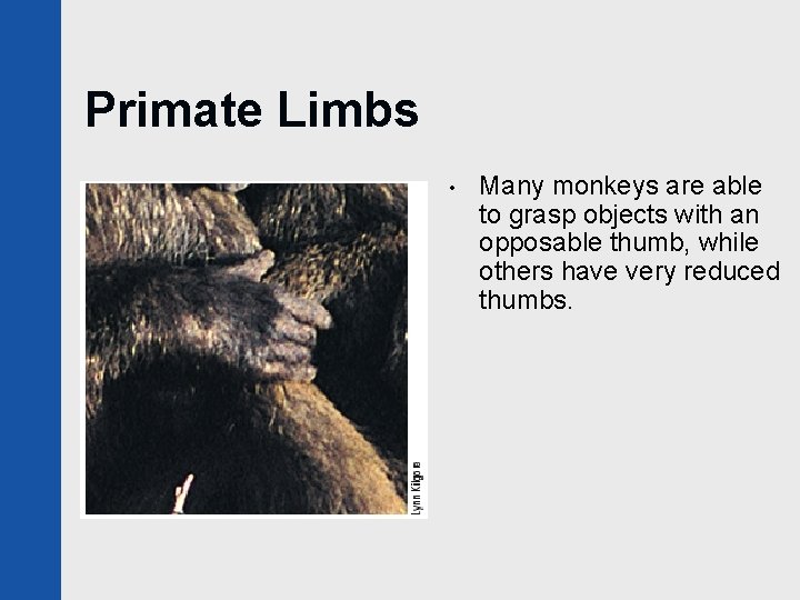 Primate Limbs • Many monkeys are able to grasp objects with an opposable thumb,