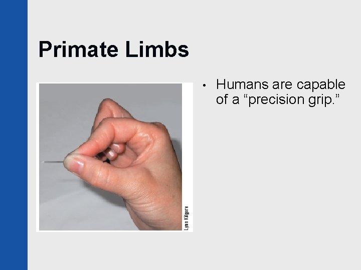 Primate Limbs • Humans are capable of a “precision grip. ” 